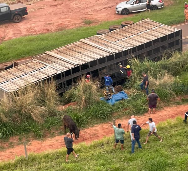 Motorista morre esmagado por caminhão carregado com bois no Paraná 2