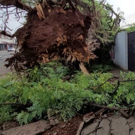 Queda de árvore em muro de colégio deixa alunos sem aula em Maringá 6