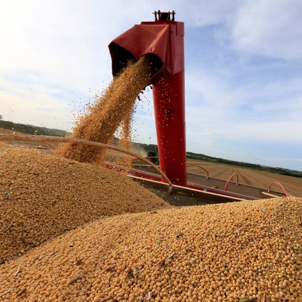 Importação de soja caem em setembro