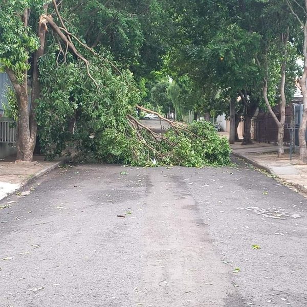 Temporal com granizo derruba árvores e destelha casas em Paranavaí; veja previsão 2