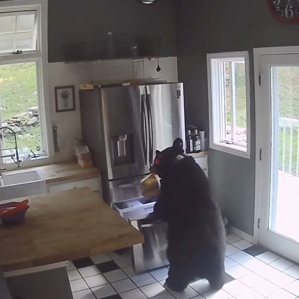 Urso invade casa, abre geladeira, rouba frango congelado e vai embora