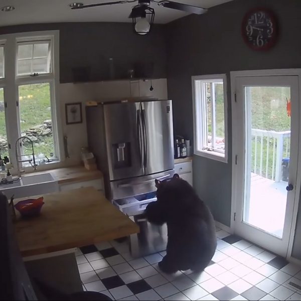  Urso invade casa, abre geladeira, rouba frango congelado e vai embora 