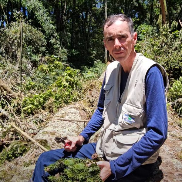 clonagem maior araucária do paraná