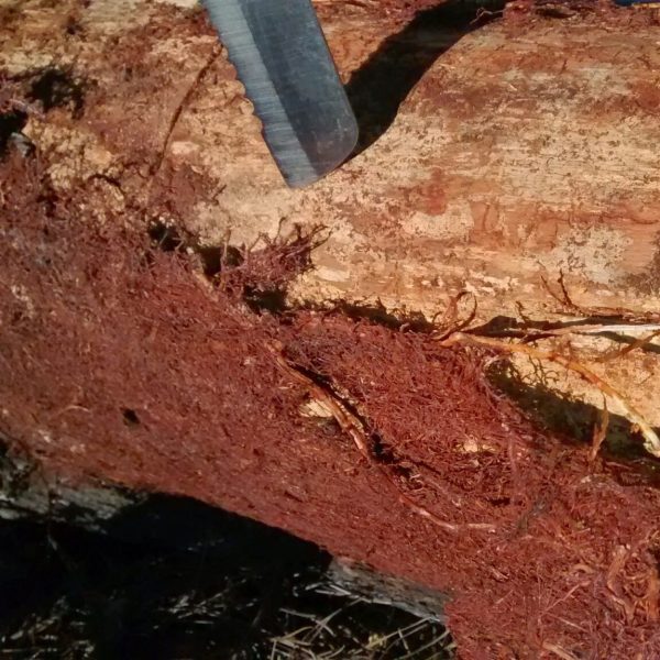 Árvore canibal é descoberta no Paraná por pesquisadores da UFPR