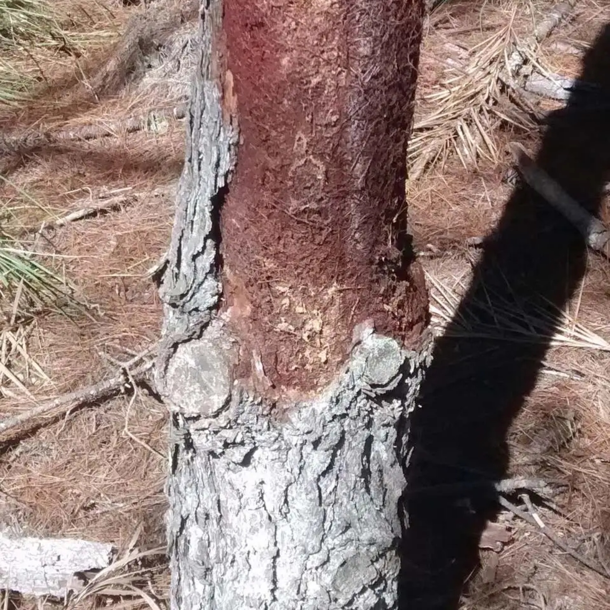  Árvore canibal é descoberta no Paraná por pesquisadores da UFPR 