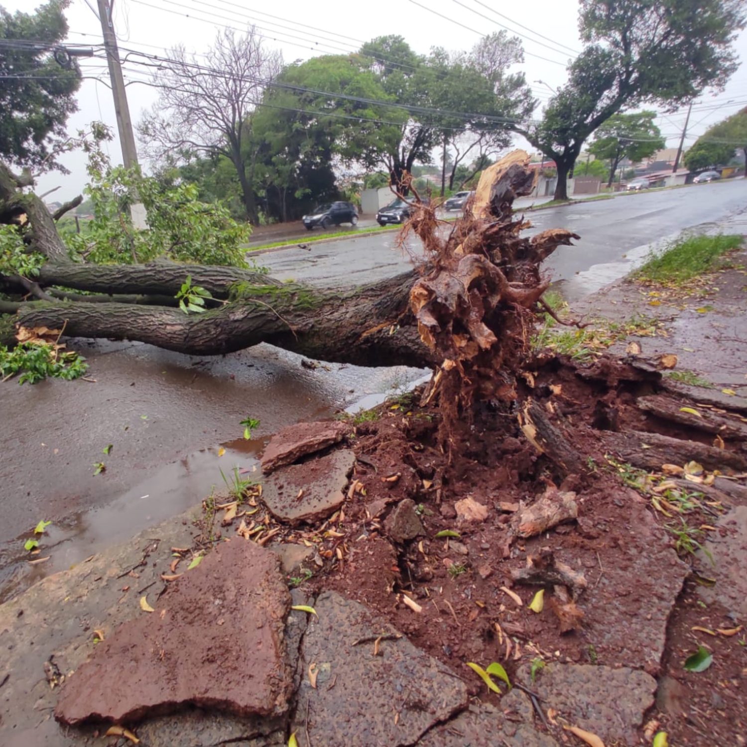  temporal londrina 