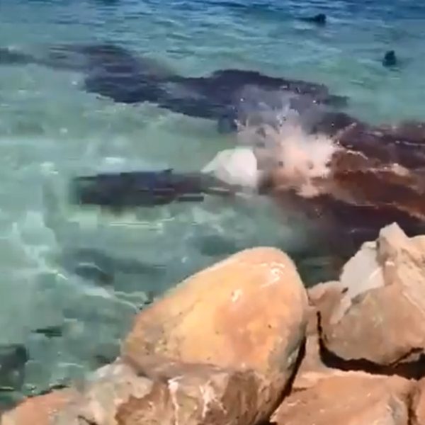VÍDEO: Baleia é atacada por foca e imagens impressionam a internet