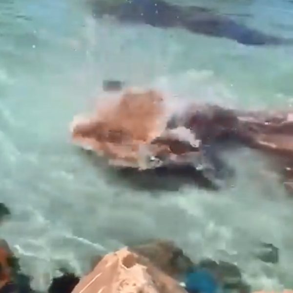 VÍDEO: Baleia é atacada por foca e imagens impressionam a internet