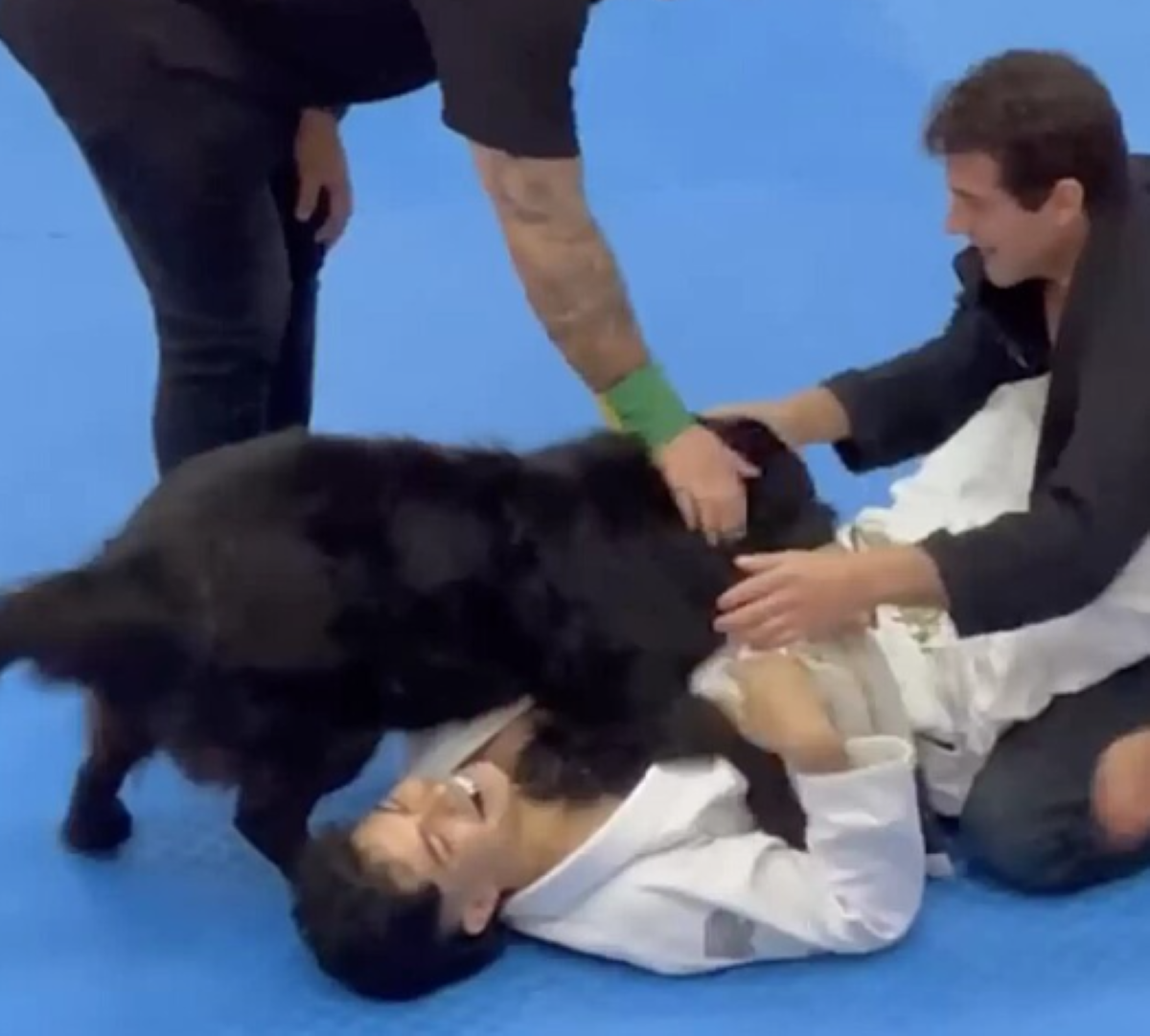  cachorro-invade-jiu-jitsu-defender-tutor 