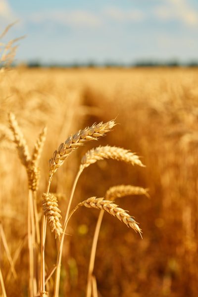 Ucrânia mantém previsão da área de trigo de inverno de 2024