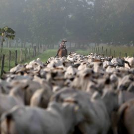 carne frigorífico produção