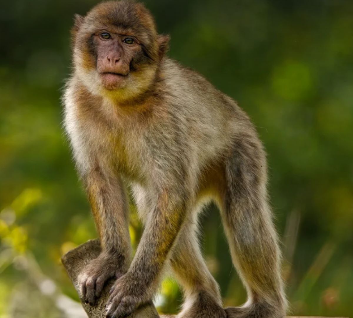  crianca-10-anos-morre-gangue-macacos 
