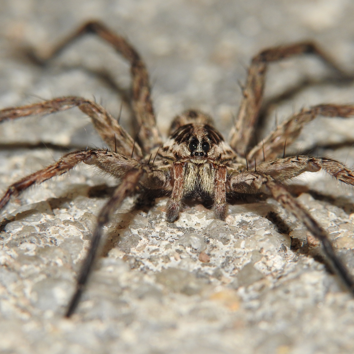  Homem descobre que aranha botou ovos em seu dedo e relata: “Estavam me devorando” 