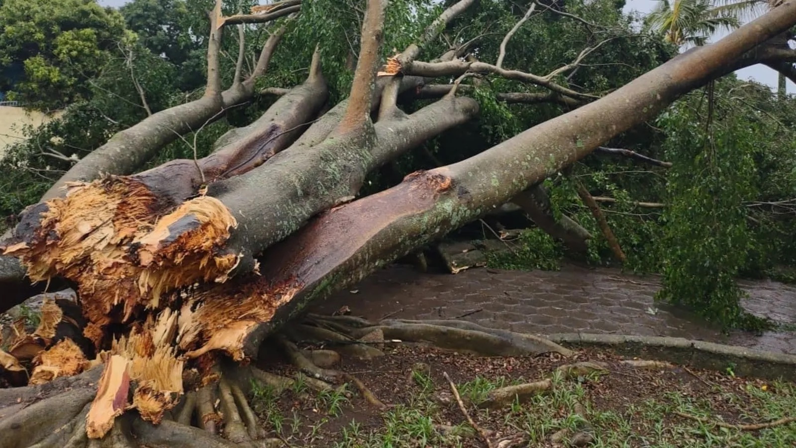  Rajadas de ventos de mais de 100 km/h causam destruição e mortes em São Paulo; veja 