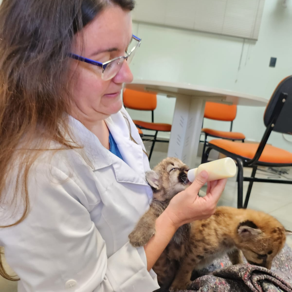 hospital veterinário londrina filhotes onça parda