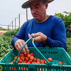 produtores morango paraná