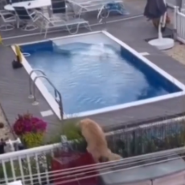 V Deo Cachorro Viraliza Ao Pular O Muro Para Se Refrescar Na Piscina Da Vizinha Ric Com Br