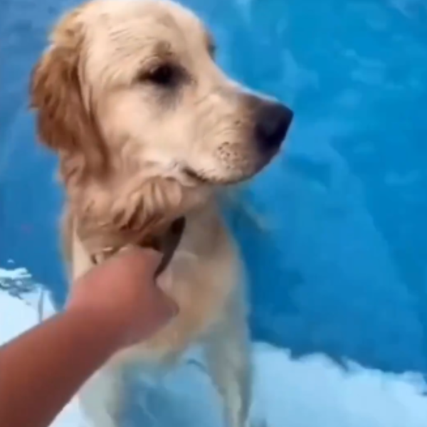 Cachorro invade piscina da vizinha