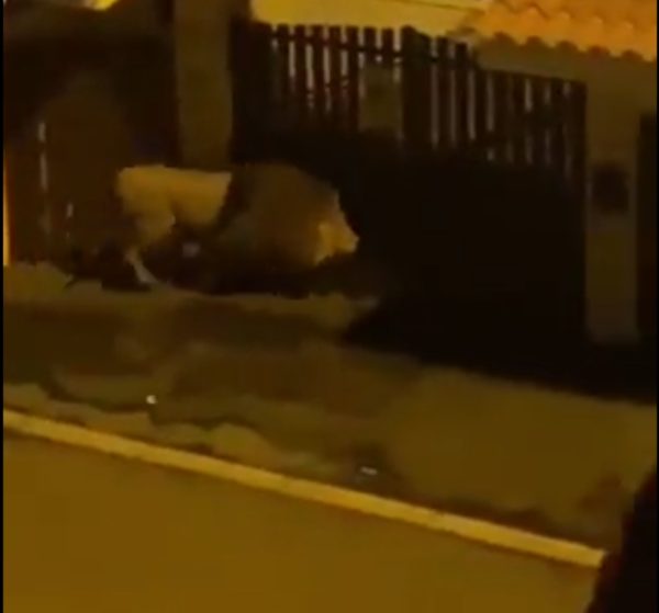 VÍDEO: Leão foge de circo e aterroriza moradores na Itália