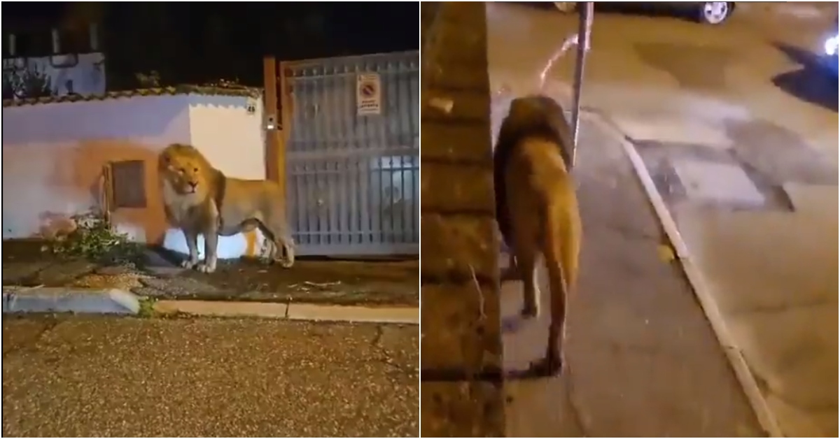  VÍDEO: Leão foge de circo e aterroriza moradores na Itália 