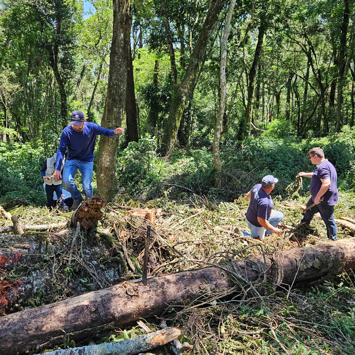  clonagem maior araucária do paraná 