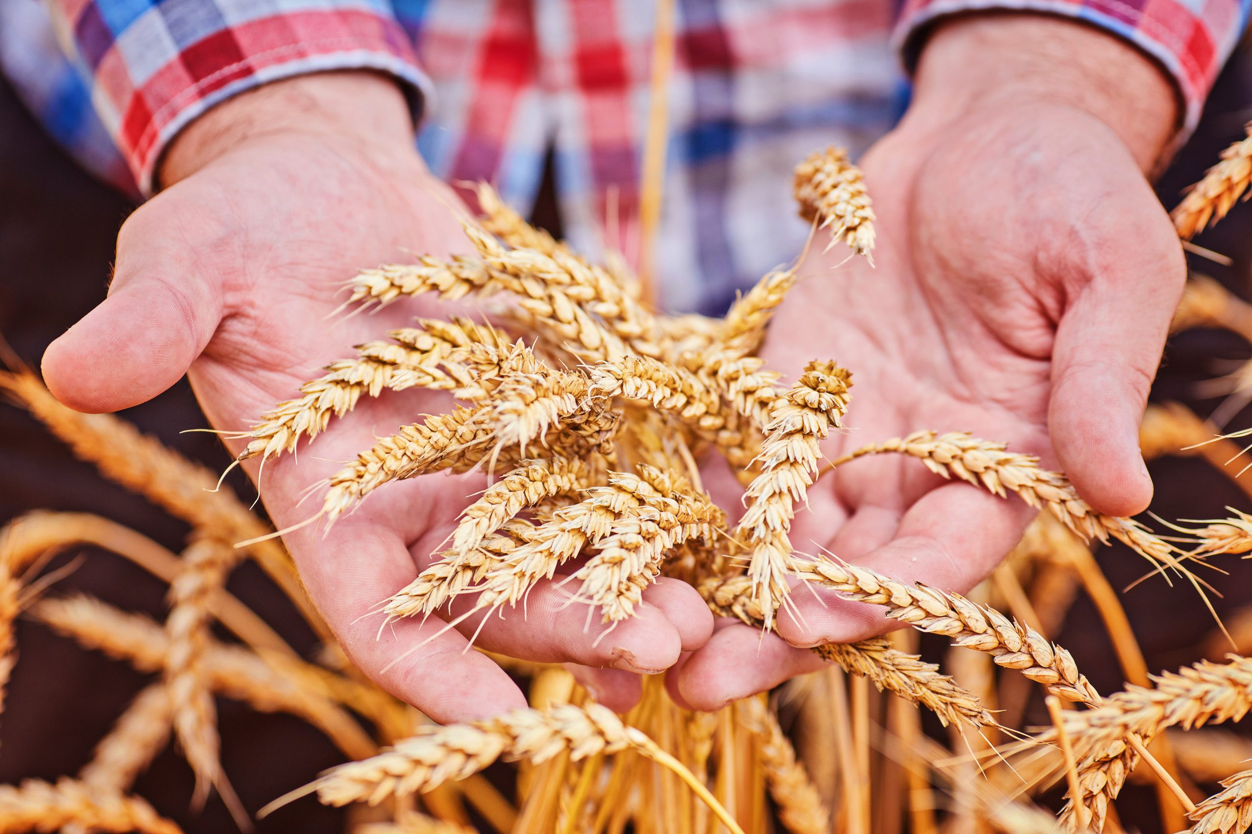 Ucrânia mantém previsão da área de trigo de inverno de 2024 