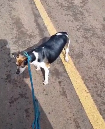 Moradores de barco salvam cachorro ilhado em casa alagada em Ivatuba; VÍDEO