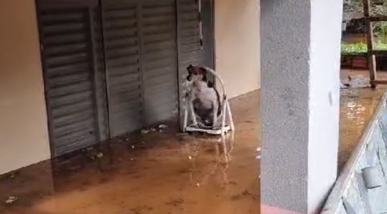  Moradores de barco salvam cachorro ilhado em casa alagada em Ivatuba; VÍDEO 