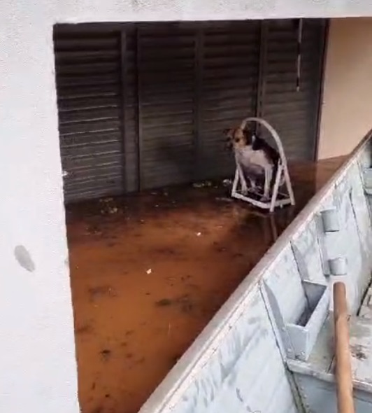 Moradores de barco salvam cachorro ilhado em casa alagada em Ivatuba; VÍDEO