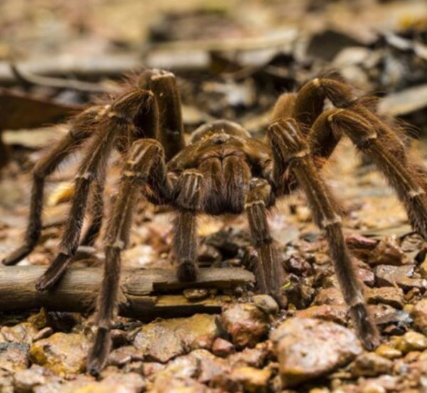 mulher-morre-picada-aranha