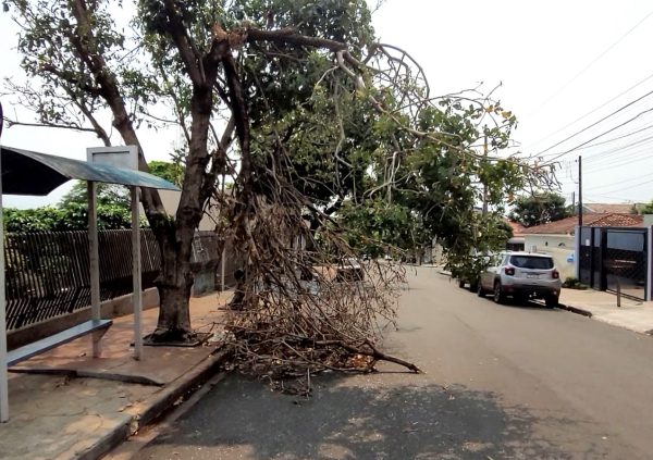 Após 40 dias de temporal, moradores enfeitam troncos com luzes de Natal; VÍDEO