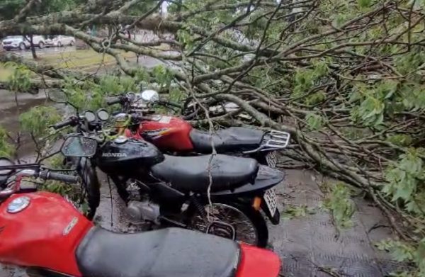 árvore caída avenida chuva vento