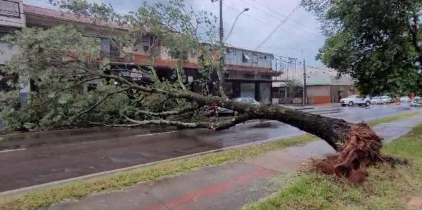 árvore caída avenida chuva vento