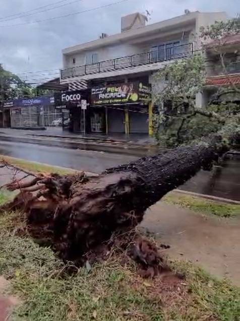  árvore caída avenida chuva vento 