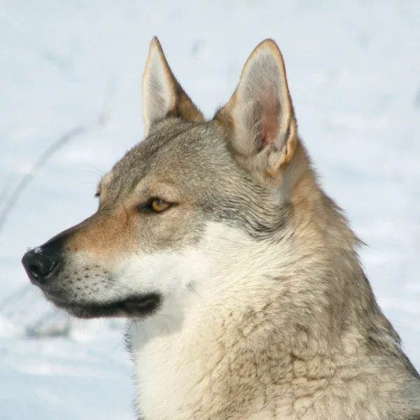 Bebê de 3 meses morre ao ser atacado por cão-lobo