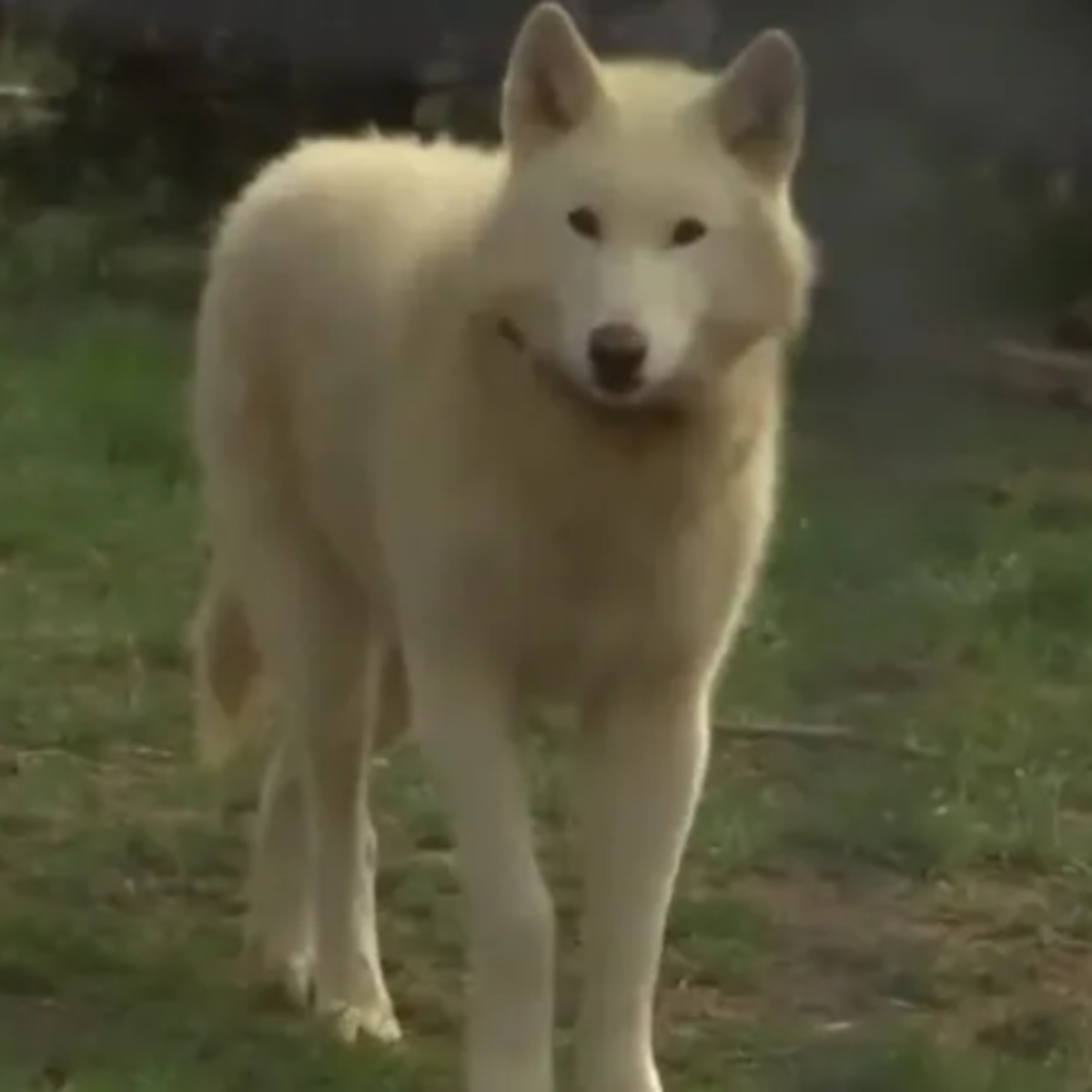  Bebê de 3 meses morre ao ser atacado por cão-lobo 