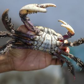 captura caranguejo-uçá