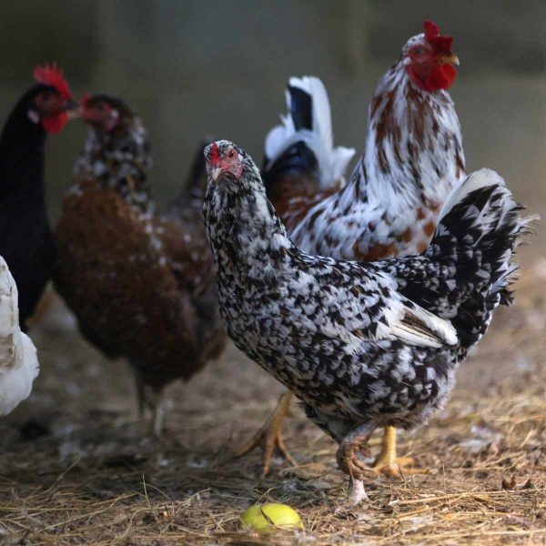 Aves voltam a ser proibidas em eventos para controlar gripe aviaria