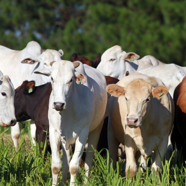 el niño afeta produção agrícola paranaense