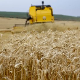 el niño afeta produção agrícola paranaense