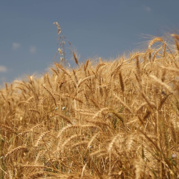 el niño afeta produção agrícola paranaense