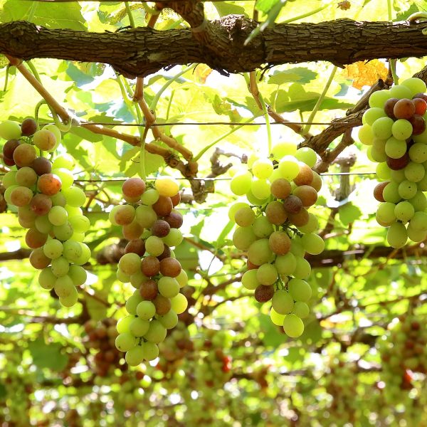 el niño afeta produção agrícola paranaense