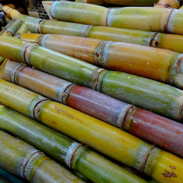 cana de açúcar no brasil