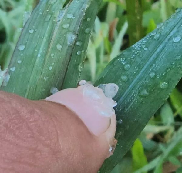 geada santa catarina em pleno verão