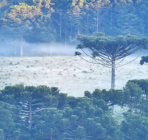 geada santa catarina em pleno verão