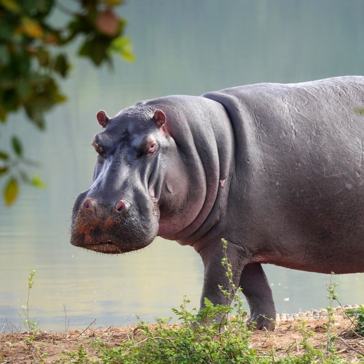  Hipopótamo escapa de jaula e mata zelador de zoológico 