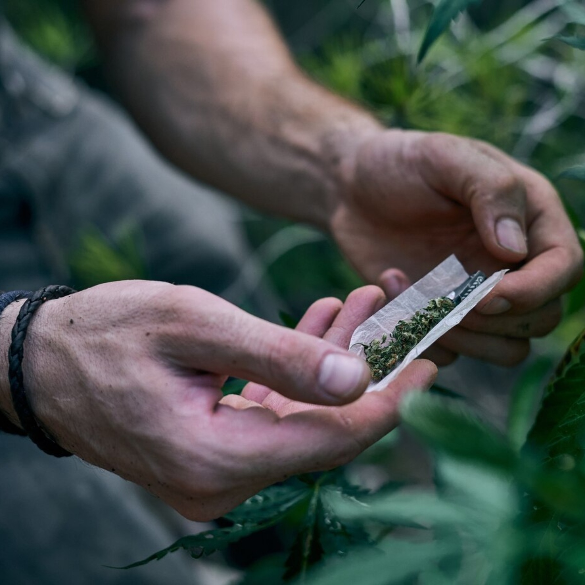  destrava julgamento sobre descriminalização da maconha 