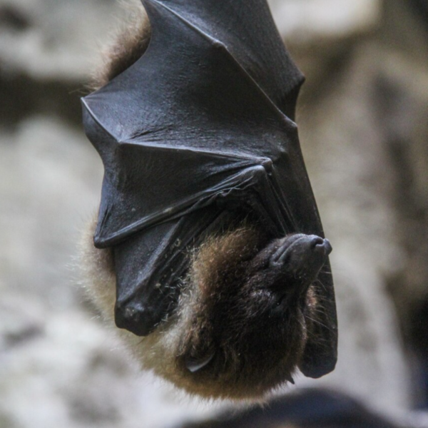 morcego-penis-gigante