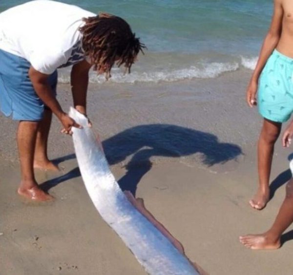 Peixe do “fim do mundo” conhecido por prever tragédias é encontrado em praia
