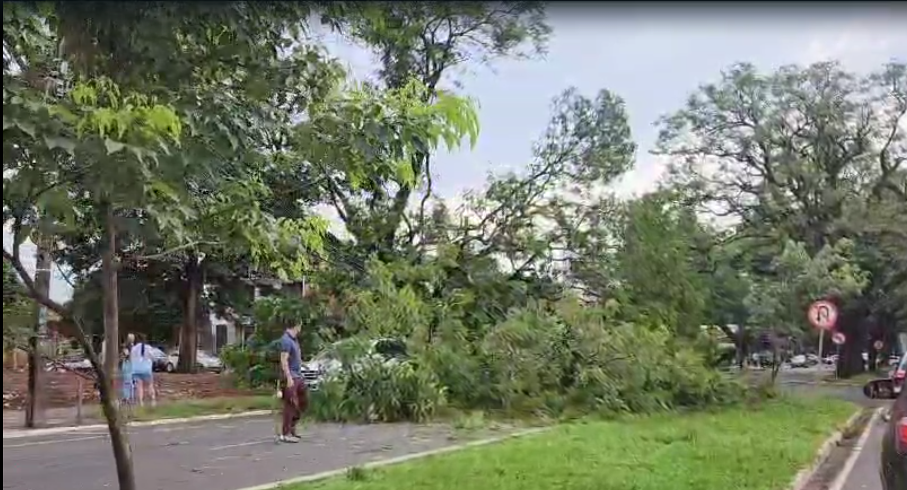  árvore caída durante temporal 